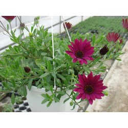 Osteospermum trailing