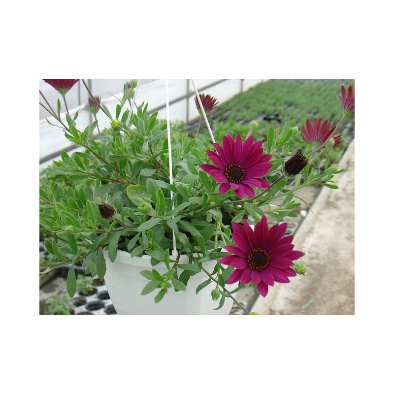 Osteospermum trailing